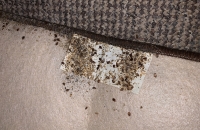 deratizace-stenic-praha 4