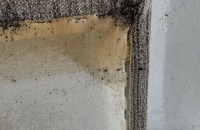 dezinskece-stenic-praha 2